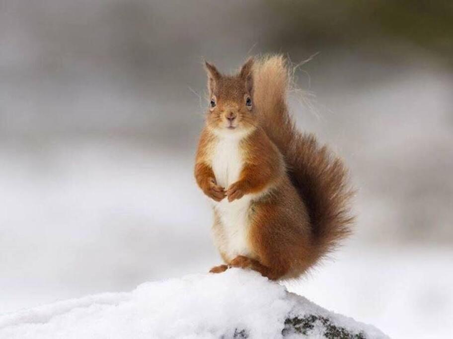 Red Squirrel Log Cabin With Hot Tub Keith Ngoại thất bức ảnh